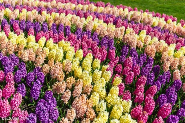  عکس گل سنبل برای پروفایل