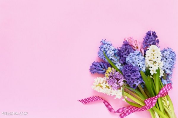  عکس گل سنبل برای پروفایل