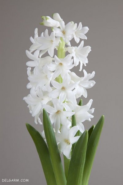  عکس گل سنبل برای پروفایل