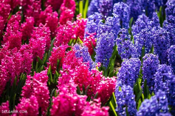  عکس گل سنبل برای پروفایل