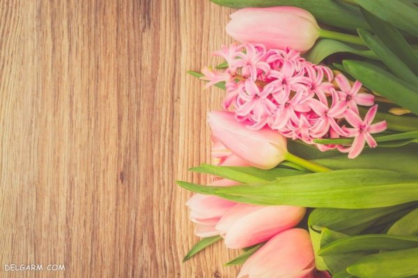  عکس گل سنبل برای پروفایل