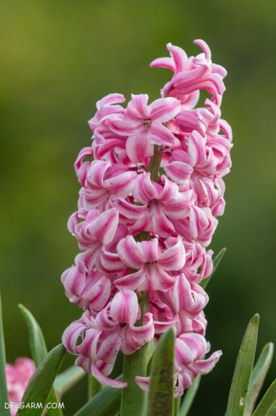  عکس گل سنبل برای پروفایل