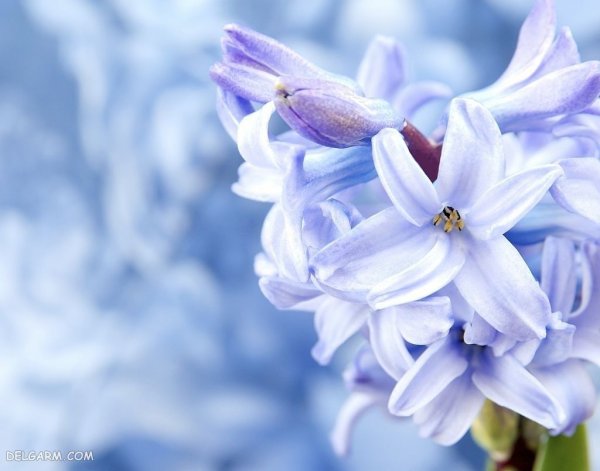  عکس گل سنبل برای استوری اینستاگرام