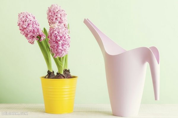  عکس گل سنبل برای استوری اینستاگرام