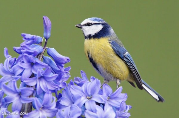  عکس گل سنبل برای استوری اینستاگرام