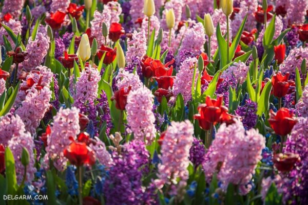  عکس گل سنبل برای استوری اینستاگرام