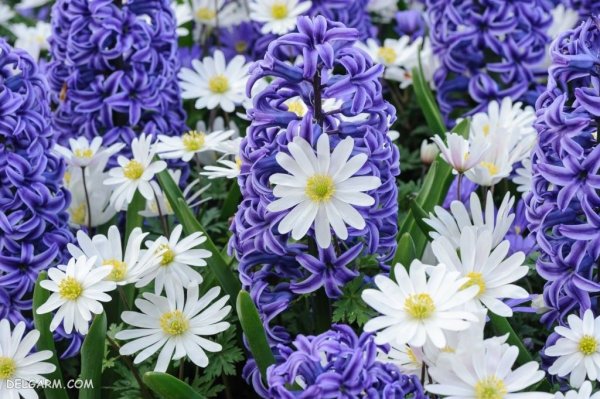  عکس گل سنبل برای استوری اینستاگرام