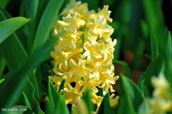  عکس گل سنبل برای استوری اینستاگرام