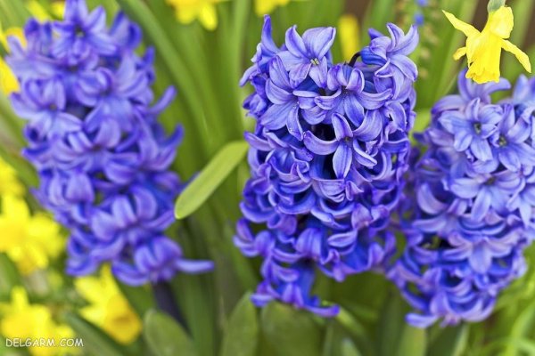  عکس گل سنبل برای استوری اینستاگرام