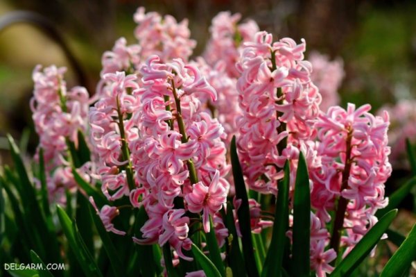  عکس گل سنبل برای استوری اینستاگرام