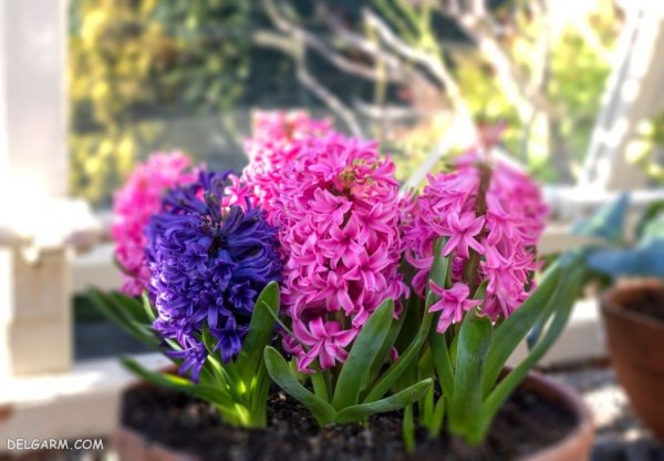  عکس گل سنبل برای استوری اینستاگرام