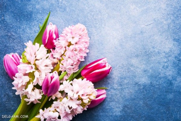  عکس گل سنبل برای استوری اینستاگرام