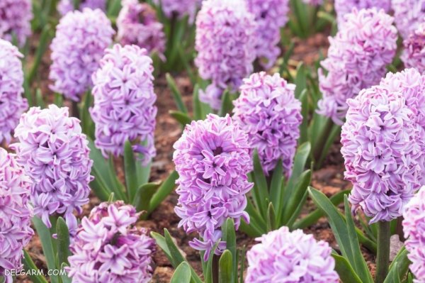  عکس گل سنبل برای استوری اینستاگرام