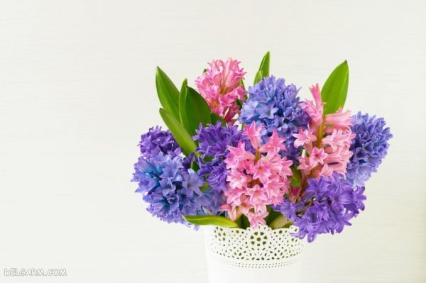  عکس گل سنبل برای استوری اینستاگرام