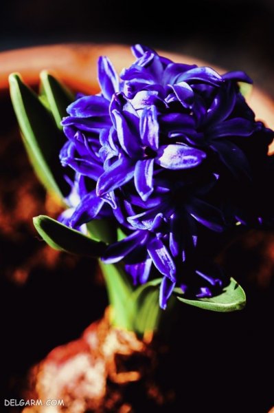  عکس گل سنبل برای استوری اینستاگرام