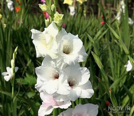  عکس گل گلایل با کیفیت عالی