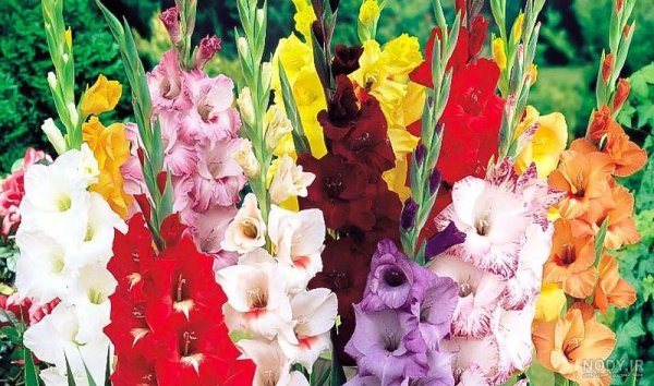  عکس گل گلایل با کیفیت عالی