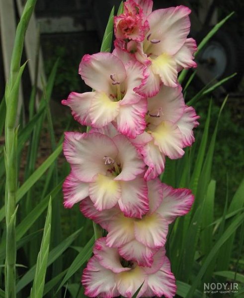  عکس گل گلایل با کیفیت عالی