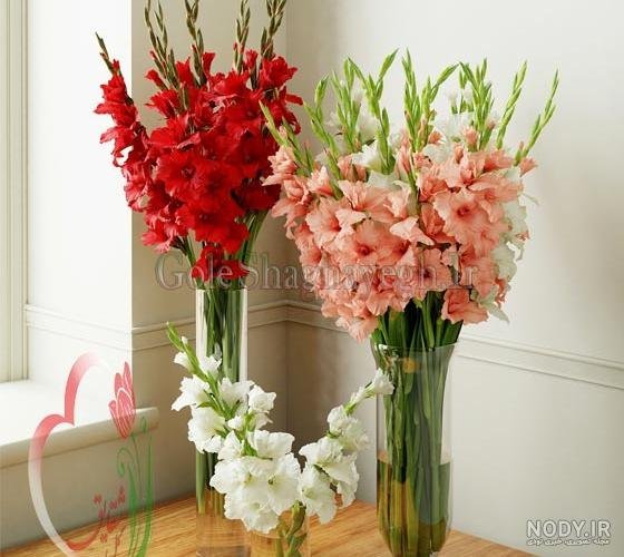  عکس گل گلایل با کیفیت عالی