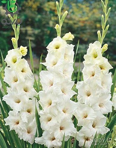  عکس گل گلایل با کیفیت عالی