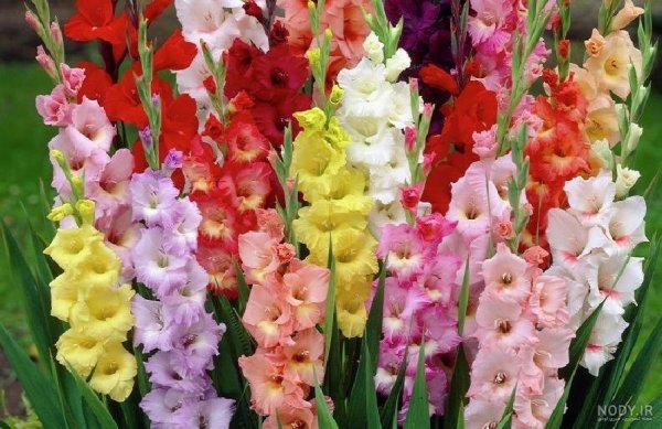  عکس گل گلایل با کیفیت عالی