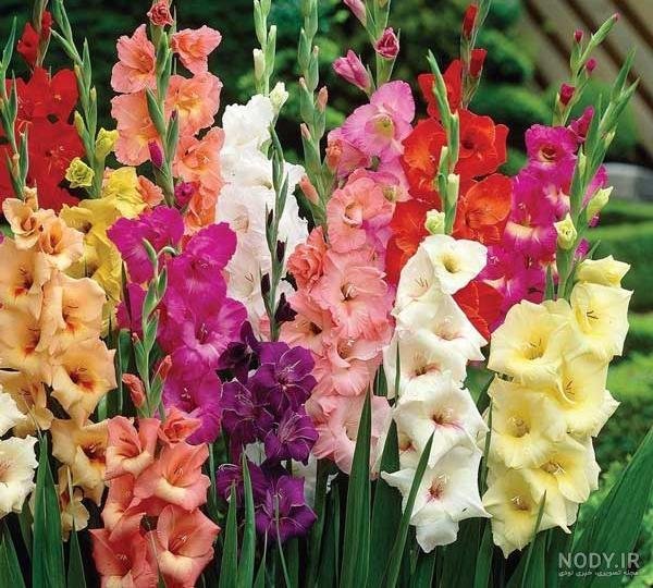  عکس گل گلایل با کیفیت عالی