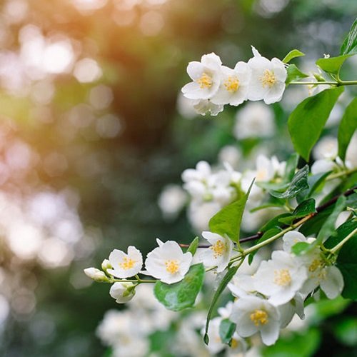  عکس های گل یاس