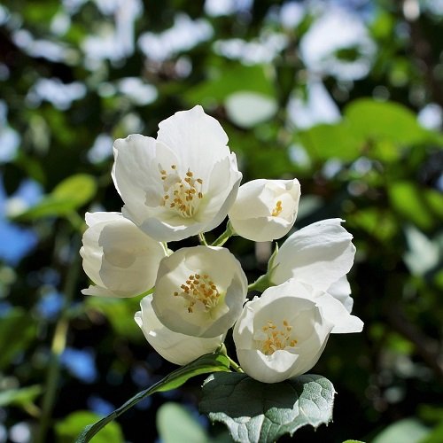  عکس های گل یاس