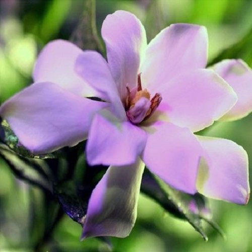  عکس های گل یاس