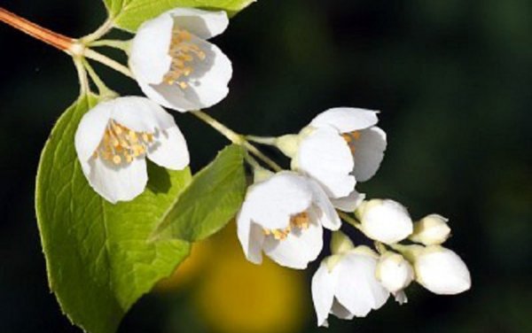  عکس های گل یاس