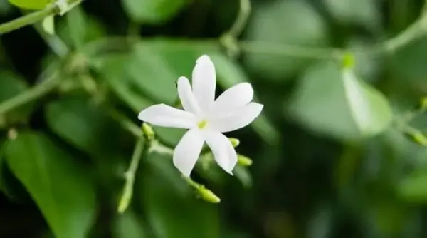  عکس درخت گل یاس