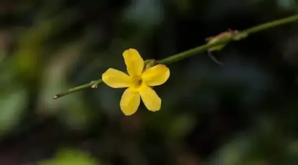  عکس درخت گل یاس