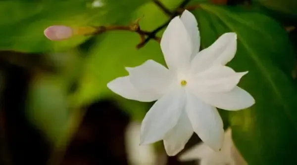  عکس درخت گل یاس