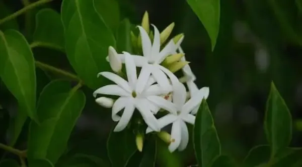  عکس درخت گل یاس