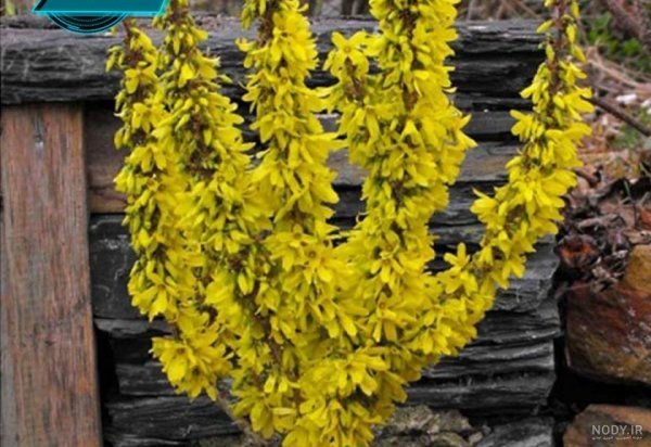 فرق گل یاس با یاسمن