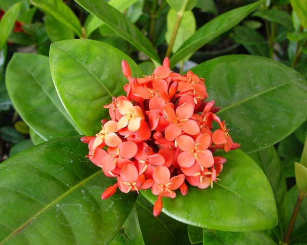 فرق گل یاس با یاسمن