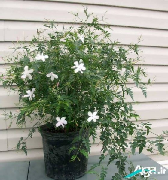 خوشبوترین نوع گل یاس