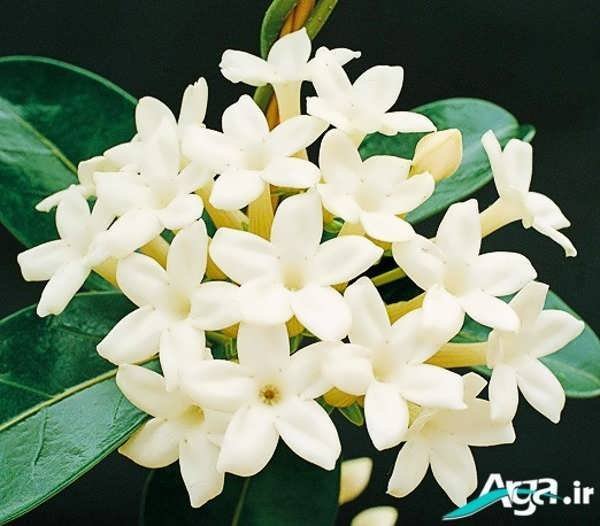 خوشبوترین نوع گل یاس