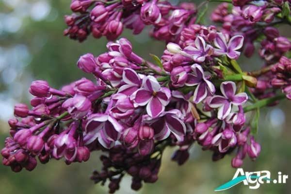 خوشبوترین نوع گل یاس