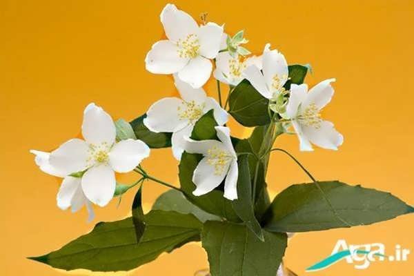 خوشبوترین نوع گل یاس