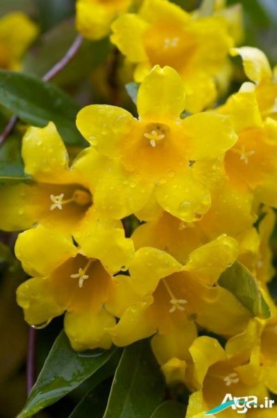 خوشبوترین نوع گل یاس