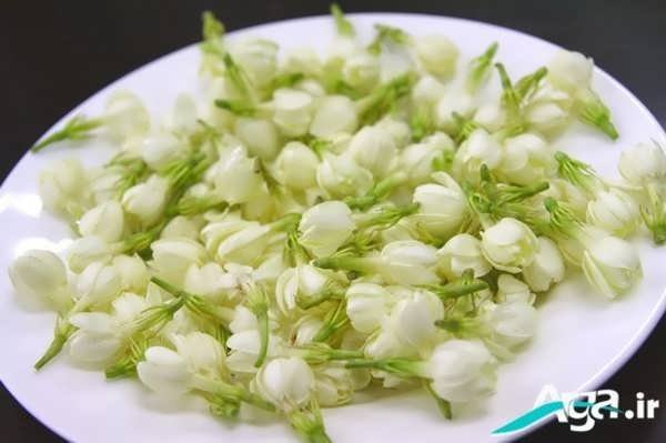 خوشبوترین نوع گل یاس