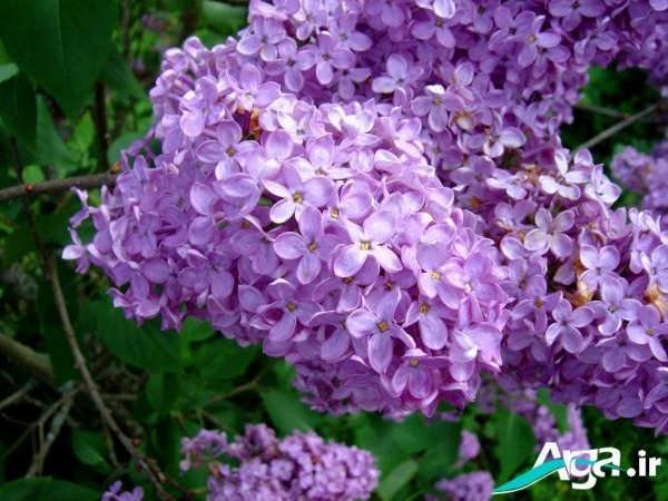 خوشبوترین نوع گل یاس