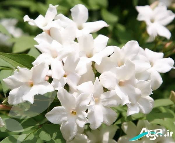 خوشبوترین نوع گل یاس