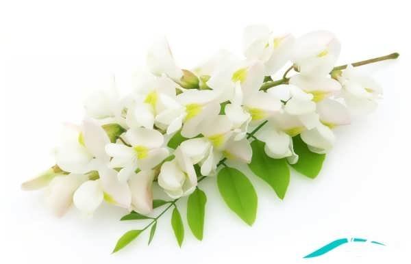 خوشبوترین نوع گل یاس