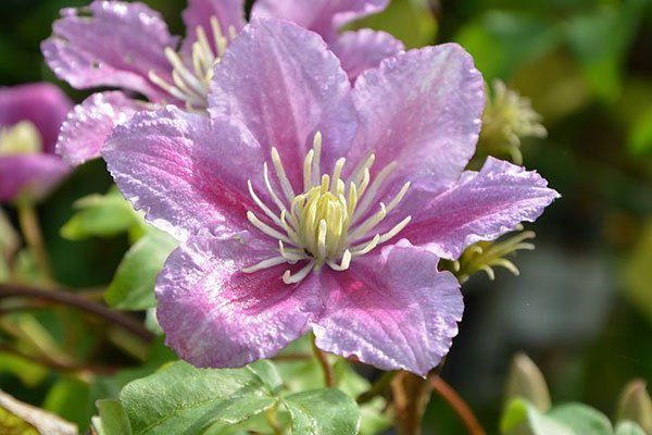 عکس گل یاس سفید و زرد