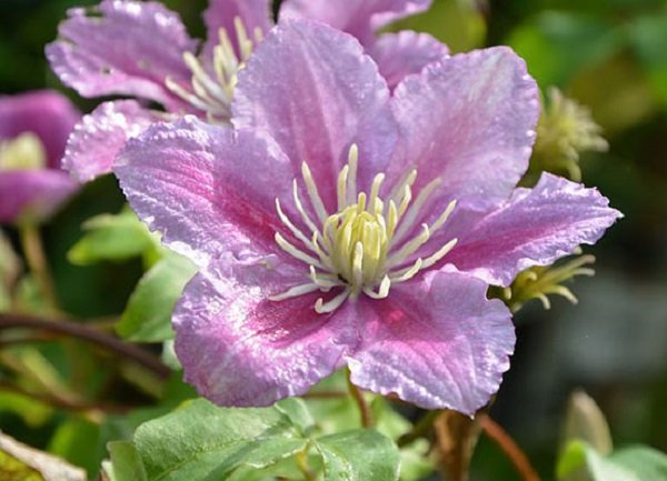 عکس گل یاس سفید و زرد