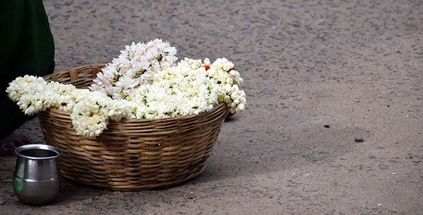 عکس گل یاس سفید و زرد