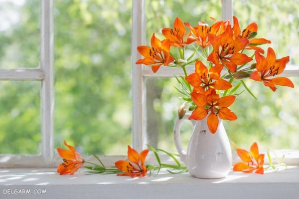 عکس های گل سوسن (لیلیوم) برای پروفایل