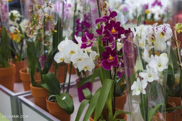 عکس گل ارکیده طبیعی